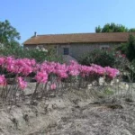 Amaryllis belladonna type — photo 4