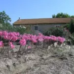 Amaryllis belladonna type — photo 4