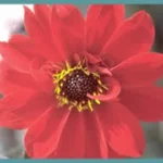 Dahlia ‘Bishop of Llandaff’
