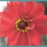 Dahlia ‘Bishop of Llandaff’