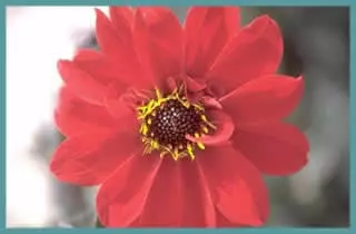 Dahlia &lsquo;Bishop of Llandaff&rsquo;