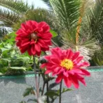 Dahlia ‘Bishop of Llandaff’ — Dahlia