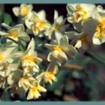 Narcissus tazetta double( jaune/blanc)