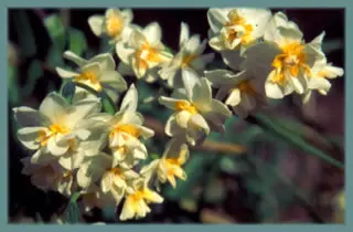 Narcissus tazetta double( jaune/blanc)