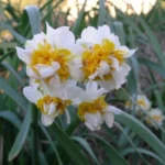 Narcissus tazetta double( jaune/blanc) — Narcissus
