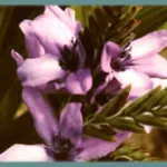 Babiana stricta ‘Méditerranée’
