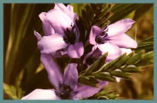 Babiana stricta ‘Méditerranée’