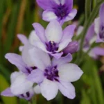 Babiana stricta ‘Méditerranée’ — stricta
