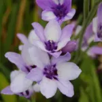Babiana stricta ‘Méditerranée’ — stricta
