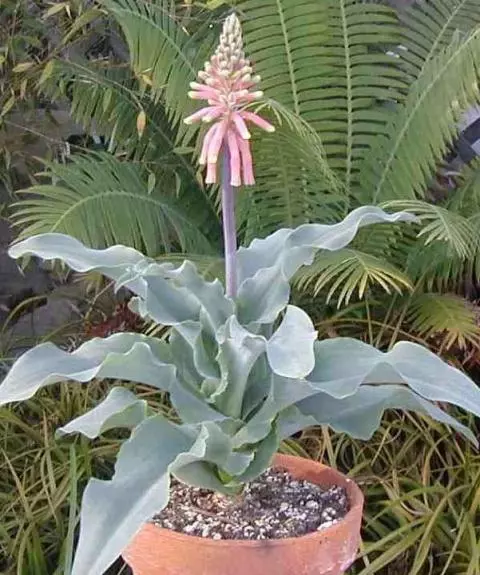Veltheimia capense