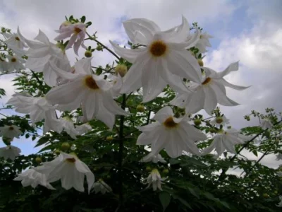 Dahlia imperialis alba