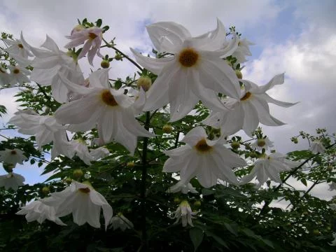 Dahlia imperialis alba