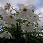 Dahlia imperialis alba