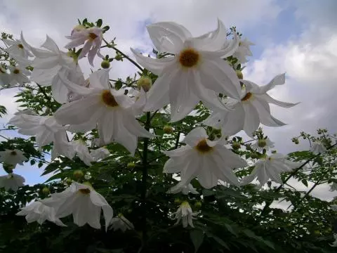 Dahlia imperialis alba