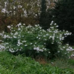 Dahlia imperialis alba — photo 2