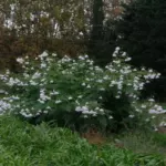 Dahlia imperialis alba — dahlia