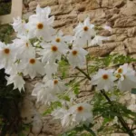 Dahlia imperialis alba — imperialis