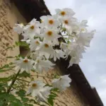 Dahlia imperialis alba — geant