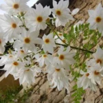 Dahlia imperialis alba — photo 5