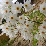Dahlia imperialis alba — bambou