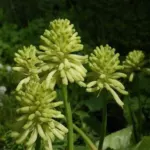Veltheimia bracteata &lsquo;Lemon Flame&rsquo;