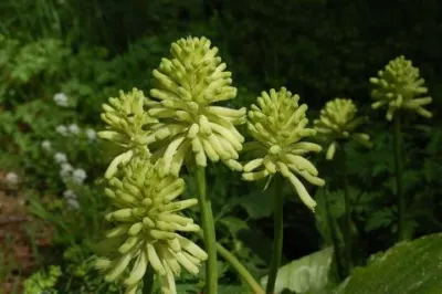 Veltheimia bracteata ‘Lemon Flame’