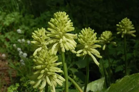 Veltheimia bracteata &lsquo;Lemon Flame&rsquo;