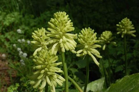 Veltheimia bracteata &lsquo;Lemon Flame&rsquo;