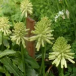 Veltheimia bracteata &lsquo;Lemon Flame&rsquo; — Veltheimia bracteata  "Lemon Flame"