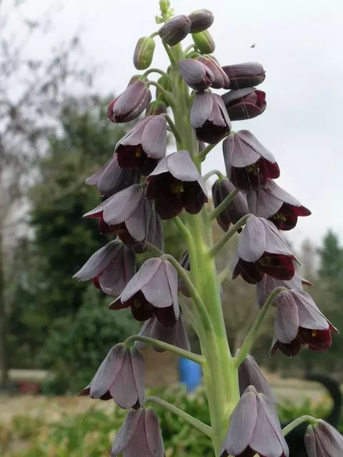 Fritillaria persica