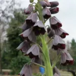 Fritillaria persica