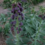 Fritillaria persica — Fritillaria
