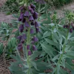 Fritillaria persica — Fritillaria