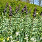 Fritillaria persica — persica