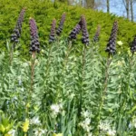 Fritillaria persica — persica