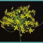 Bloomeria crocea