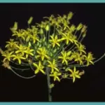 Bloomeria crocea