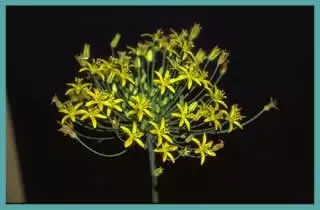 Bloomeria crocea
