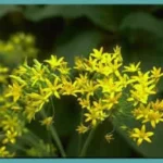 Bloomeria crocea — golden stars