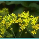 Bloomeria crocea — golden stars