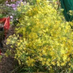 Bloomeria crocea — Bloomeria