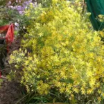 Bloomeria crocea — Bloomeria