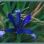 Iris sintenisii