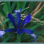 Iris sintenisii