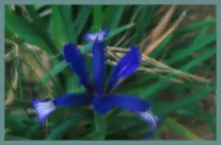 Iris sintenisii