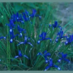 Iris sintenisii — Iris