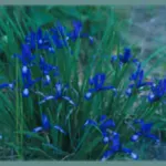 Iris sintenisii — Iris