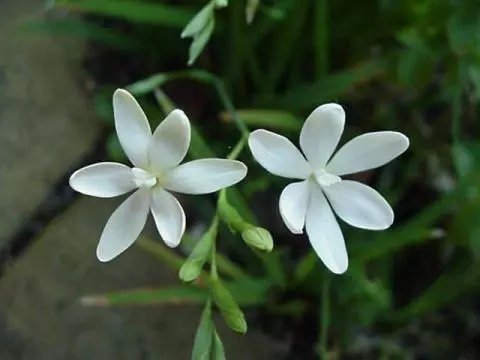 Freesia laxa alba