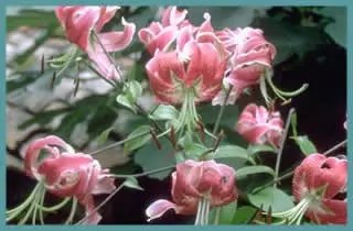 Lilium ‘Black Beauty’