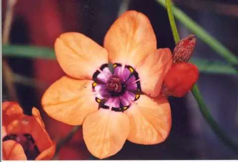 Sparaxis elegans elegans